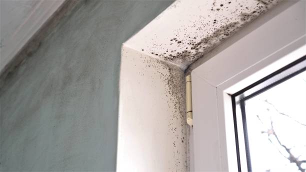 Reliable Wellington, CO Mold Removal Solutions