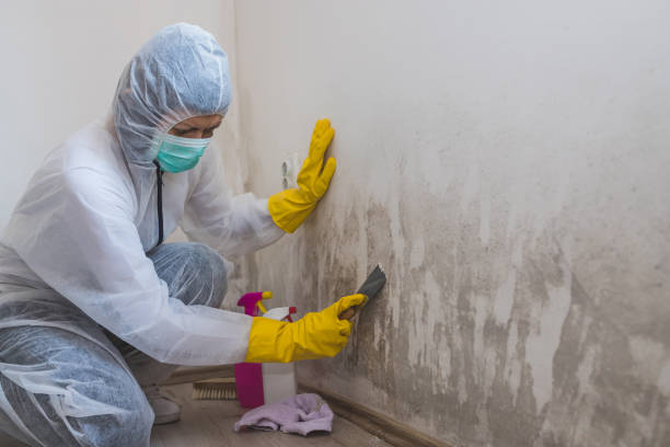 Best Real Estate Mold Inspection  in Wellington, CO