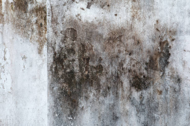 Best Asbestos and Lead Testing During Mold Inspection  in Wellington, CO