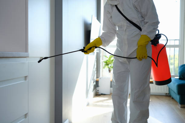 Best Black Mold Removal  in Wellington, CO