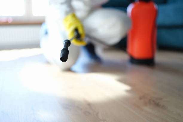 Best Attic Mold Removal  in Wellington, CO