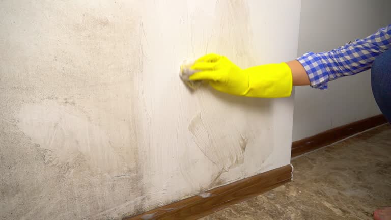 Best Mold Prevention Services  in Wellington, CO