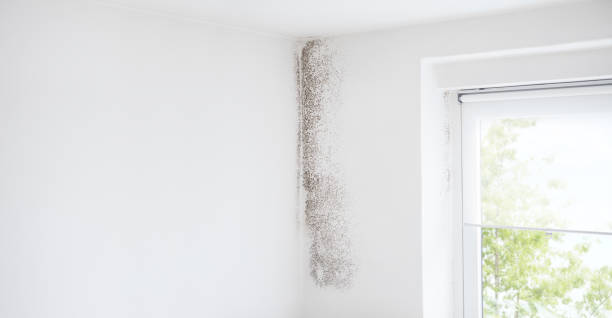 Best Air Quality Testing for Mold Spores  in Wellington, CO
