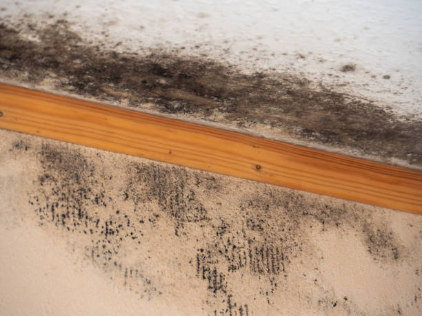 Best Airborne Mold Testing  in Wellington, CO