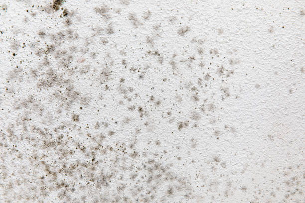 Best Basement Mold Removal  in Wellington, CO