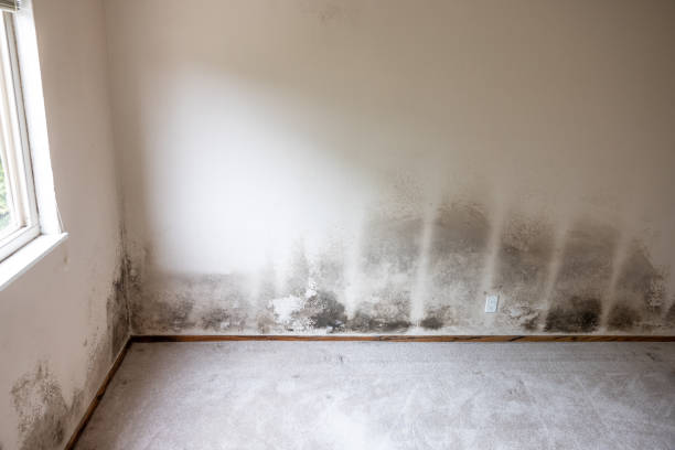 Best Mold Remediation for Healthcare Facilities  in Wellington, CO