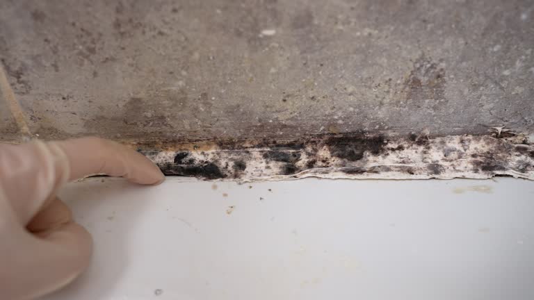 Best Water Damage & Mold Remediation  in Wellington, CO