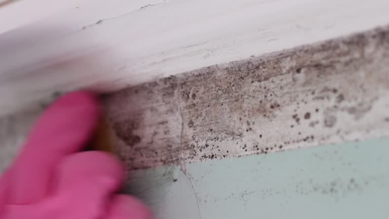 Best Crawl Space Mold Remediation  in Wellington, CO